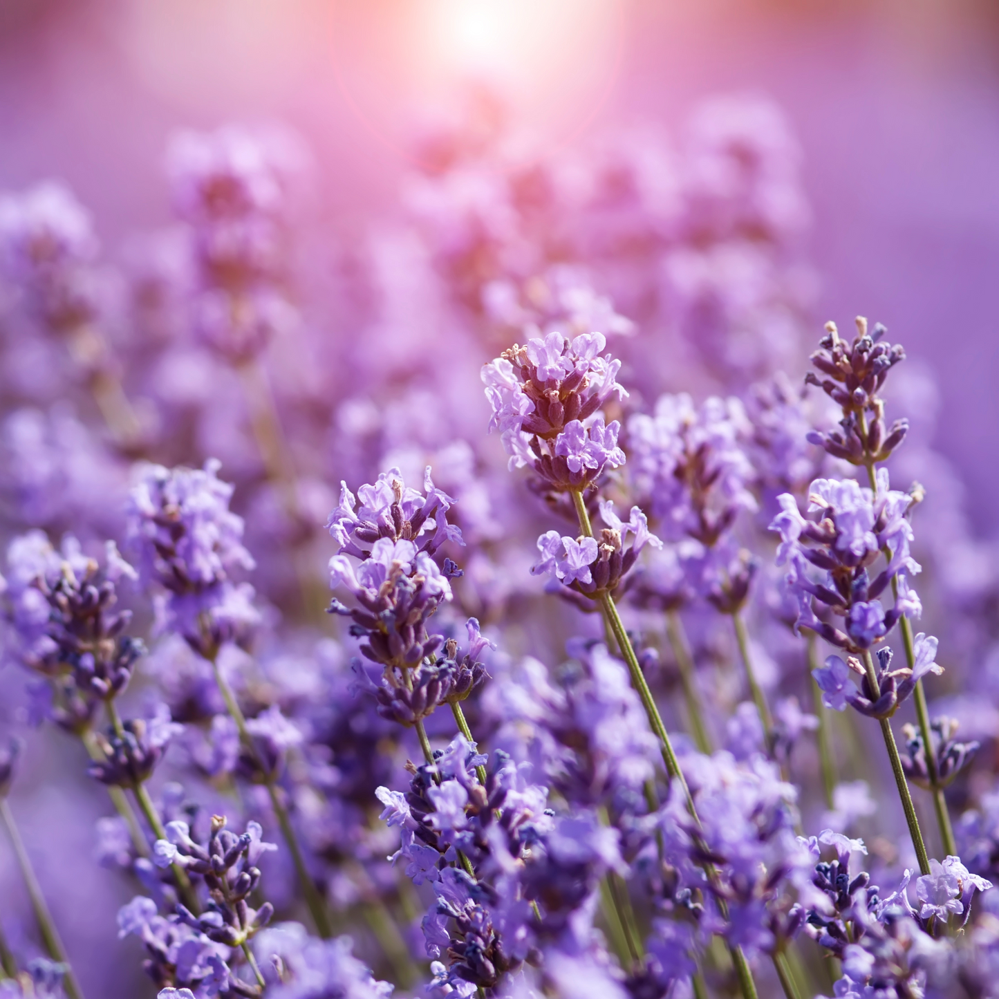 Reishi & Lavanda Dream