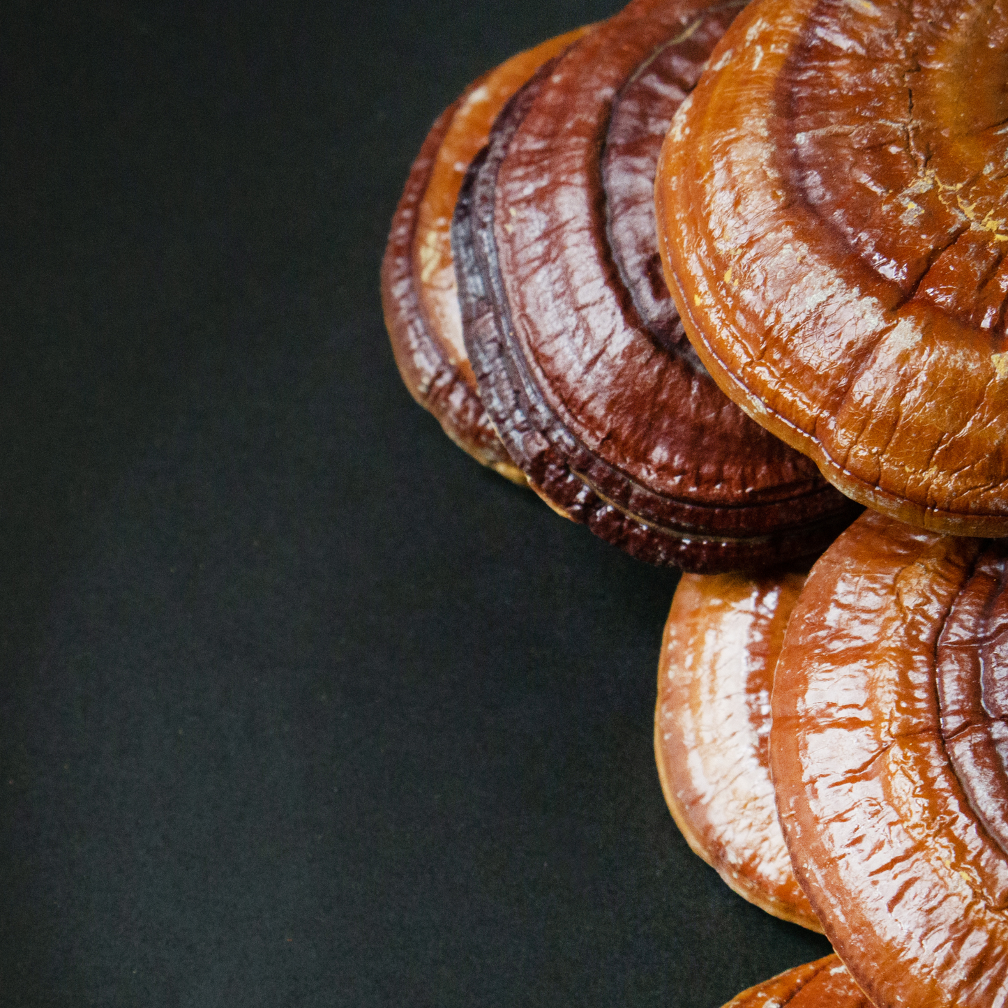 Reishi & Lavanda Dream